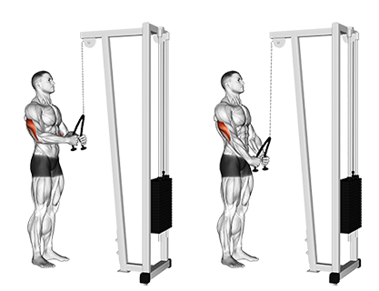 Exercise Database Triceps15 Cable Triceps Rope Pushdowns